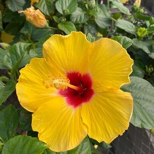 Meet your Posher, Hayley